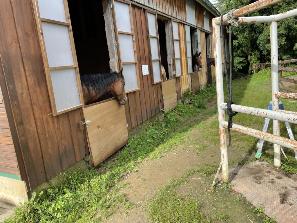 NAO明野高原キャンプ場　馬