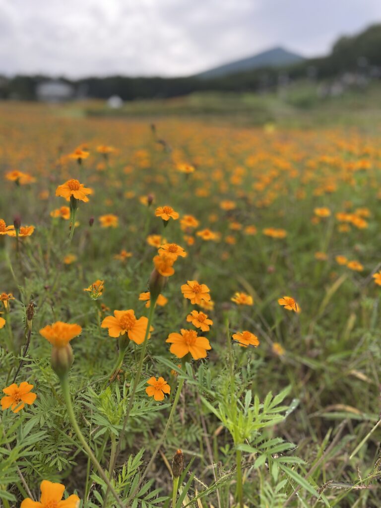 【富士見高原キャンプ場】花の里キャンプ場　お花